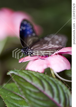 A butterfly is sucking nectar from a pink flower. The butterfly's name is Tsumurasakimadara. 110455429