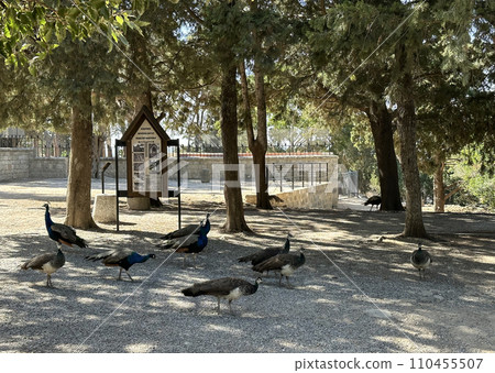 Peacocks in the park of Filerimos Monastery 110455507