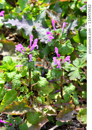 霍托肯諾扎 霍托肯諾扎 110455682