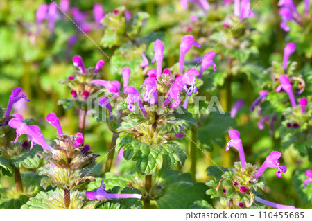 霍托肯諾扎 110455685