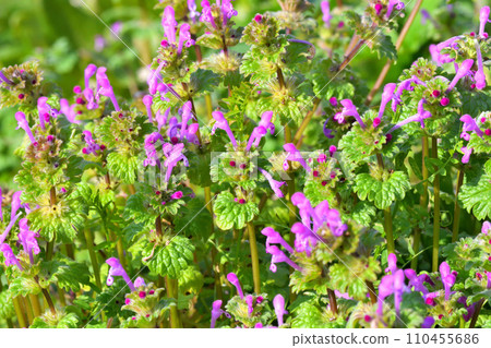 霍托肯諾扎 110455686