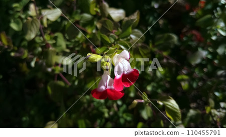 可愛的櫻桃鼠尾草 可愛的櫻桃鼠尾草 110455791
