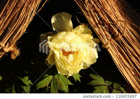 2020年上野東照宮牡丹園盛開的黃冬牡丹（2） 110455897