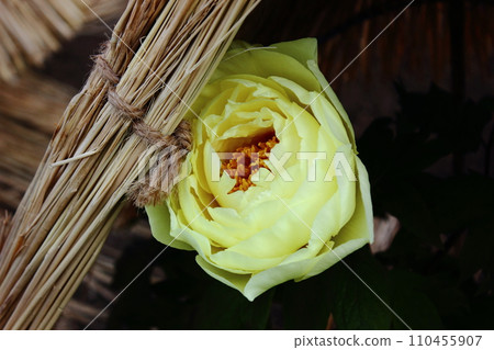 Yellow winter peonies that bloomed in Ueno Toshogu Peony Garden in 2020 (6) 110455907