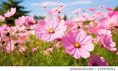 粉紅色波斯菊、田野和天空的自然風光 AI 生成圖像 粉紅色波斯菊、田野和天空的自然風光 AI 生成圖像 110456261