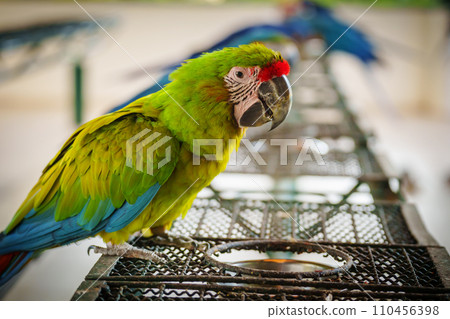 great green macaw (Ara ambiguus), also known as Buffon's macaw or the great military macaw eating food 110456398