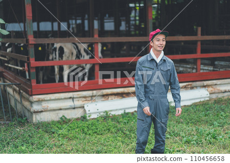 cow, cattle, cows 110456658