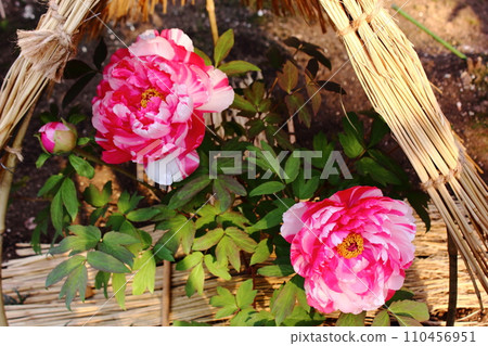 Red and white winter peonies that bloomed in Ueno Toshogu Peony Garden in 2020 110456951