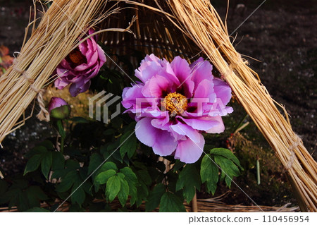Winter peony named Shimane Chojuraku (1) that bloomed in Ueno Toshogu Peony Garden in 2020 110456954
