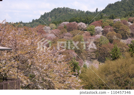 奈良縣世界遺產吉野山櫻花風光 奈良縣世界遺產吉野山櫻花風光 110457346