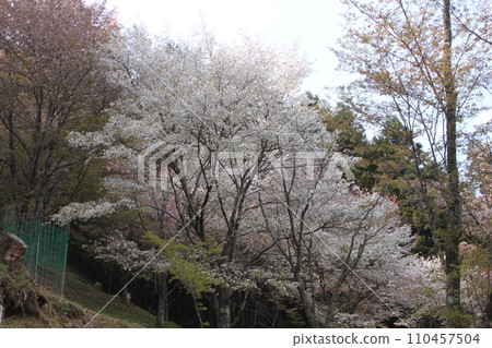 奈良縣世界遺產吉野山櫻花風光 奈良縣世界遺產吉野山櫻花風光 110457504