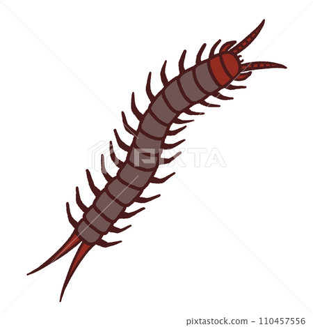 Realistic centipede illustration 110457556