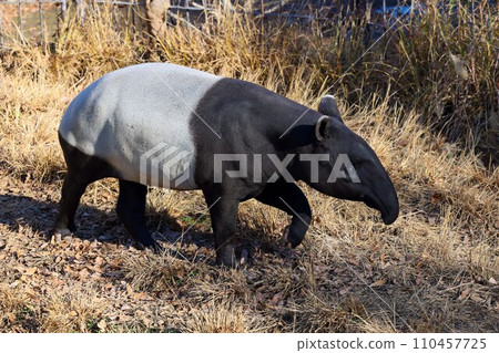 tapir, an animal that eats dreams 110457725