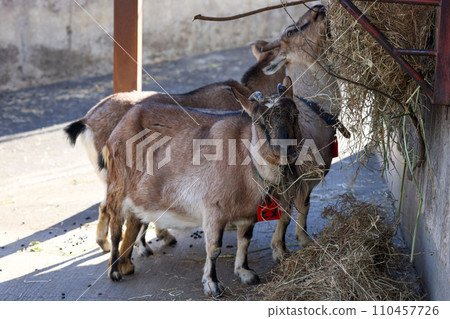 山羊充滿食物 山羊充滿食物 110457726