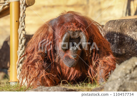 Bornean orangutan looking down 110457734