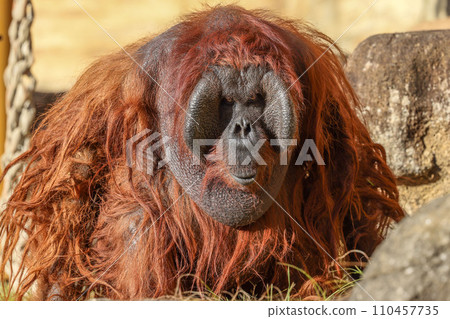 Bornean orangutan staring at us Bornean orangutan staring at us 110457735