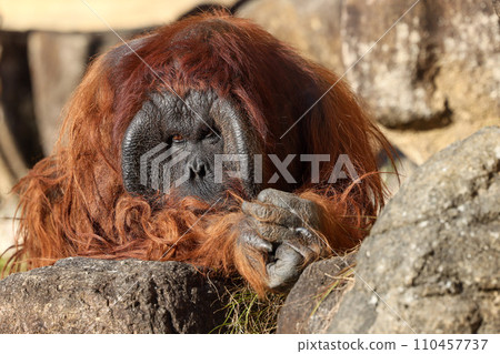 Bornean orangutan thinking with folded hands 110457737