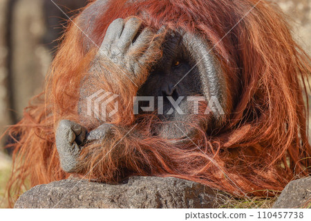 Bornean orangutan clenching its fist and glaring at you Bornean orangutan clenching its fist and glaring at you 110457738