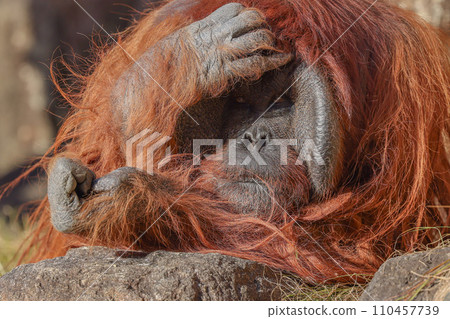 A Bornean orangutan with a face that says, “What a mess!” A Bornean orangutan with a face that says, “What a mess!” 110457739