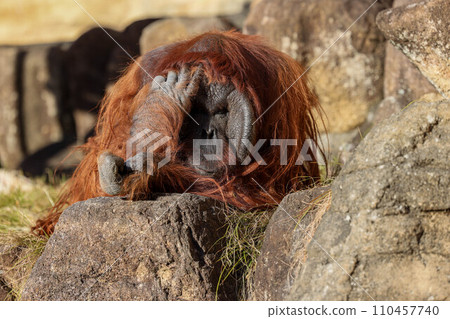 Bornean orangutan whose expression cannot be read Bornean orangutan whose expression cannot be read 110457740
