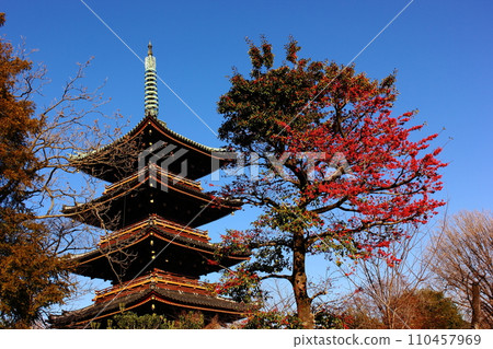 黑金餅的紅色漿果和寬永寺的前五層寶塔在冬天清澈的藍天的映襯下格外引人注目 (1) 110457969