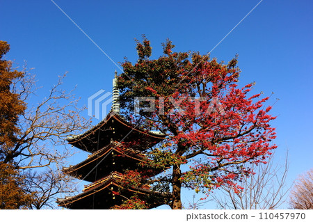黑金餅的紅色漿果和寬永寺的前五層寶塔在冬天的晴朗藍天的映襯下閃閃發光(2) 110457970