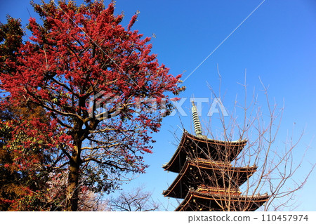 The red berries of Kuroganemochi and the former five-storied pagoda of Kan'eiji Temple shine against the clear blue sky in winter (5) The red berries of Kuroganemochi and the former five-storied pagoda of Kan'eiji Temple shine against the clear blue sky in winter (5) 110457974