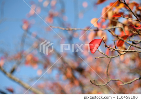 red leaves and blue sky red leaves and blue sky 110458190