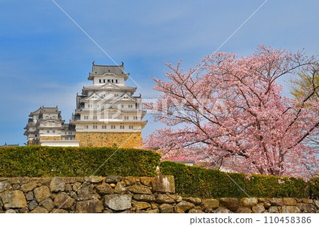 Himeji Castle and Sakura 110458386