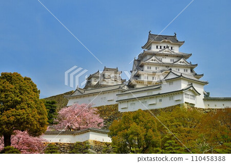 Himeji Castle and Sakura 110458388