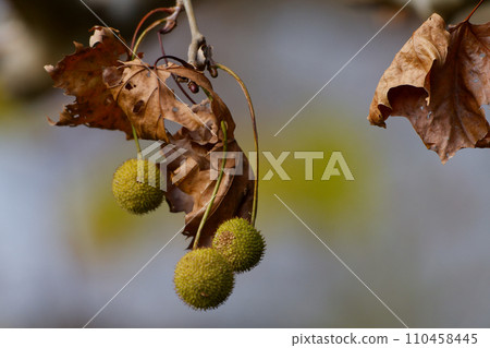 梧桐科梧桐科錐體 110458445