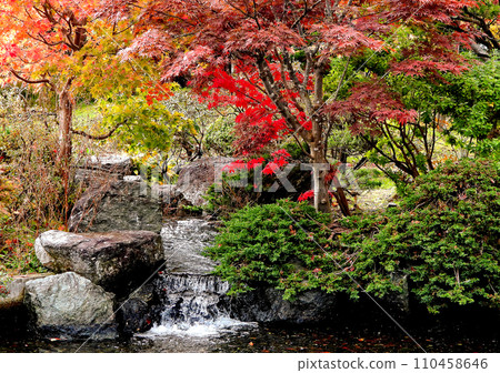 October autumn scenery in Sapporo, water flowing into the pond of the Hiraoka Arboriculture Center Japanese Garden, contrast between red autumn leaves and green pine trees October autumn scenery in Sapporo, water flowing into the pond of the Hiraoka Arboriculture Center Japanese Garden, contrast between red autumn leaves and green pine trees 110458646
