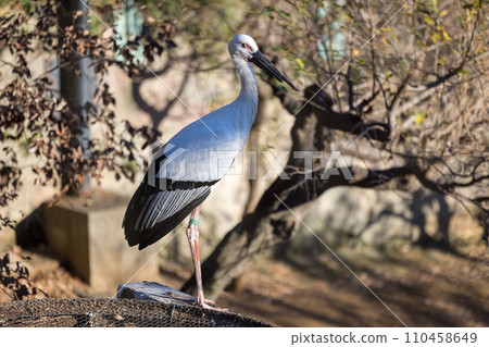 Stork standing 110458649