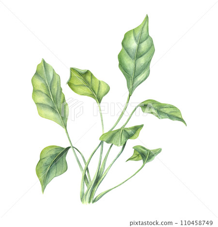 Aquarium plant, ocean grass. Algae, seaweed. Sea kelp. Green leaves. Underwater herbs. Watercolor illustration. For design shops, print, card or book or logo Aquarium plant, ocean grass. Algae, seaweed. Sea kelp. Green leaves. Underwater herbs. Watercolor illustration. For design shops, print, card or book or logo 110458749