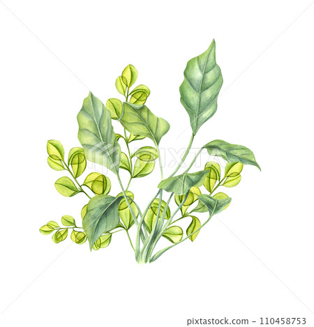 Aquarium green plants. Sea kelps. Algae, seaweeds. Yellow green leaves. Underwater herbs. Watercolor illustration. For print, card, book design or logo Aquarium green plants. Sea kelps. Algae, seaweeds. Yellow green leaves. Underwater herbs. Watercolor illustration. For print, card, book design or logo 110458753