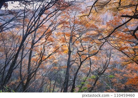 淺間山秋葉的樹木 110459460
