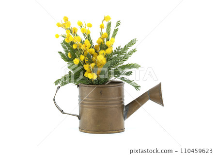 Mimosa flowers in a brass watering can against a white Mimosa flowers in a brass watering can against a white 110459623