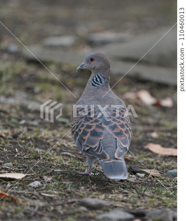 斑鳩 110460013