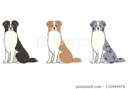 Border collie sitting illustration 3 color set Border collie sitting illustration 3 color set 110460478