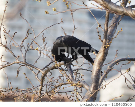 A long-billed crow perches on a tree branch in the park to rest its wings. 110460500
