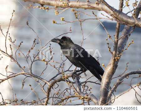 A long-billed crow perches on a tree branch in the park to rest its wings. A long-billed crow perches on a tree branch in the park to rest its wings. 110460501