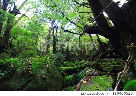 Moss leaves forest 110460529