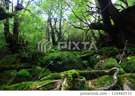 Moss leaves forest 110460533