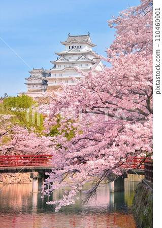 Himeji Castle and Sakura 110460901