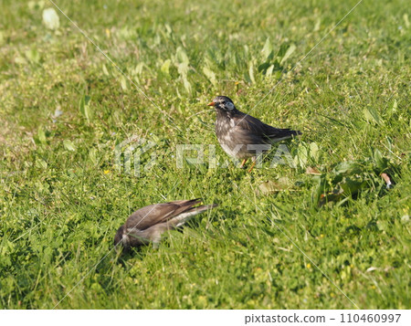Starlings that live around the Arakawa riverbed 110460997