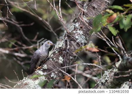 A blackbird perched on a tree trunk and caught a caterpillar 110461030