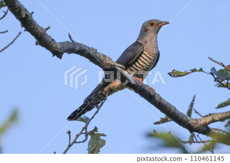 A blackbird perches on a tree trunk and looks around. 110461145