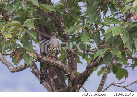 一隻黑鳥棲息在樹幹上,環顧四周。 一隻黑鳥棲息在樹幹上,環顧四周。 110461149