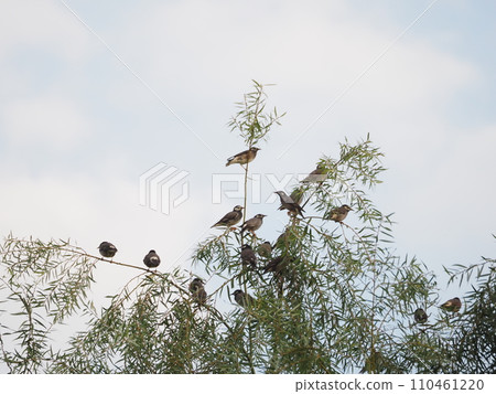 生活在荒川河床周圍的椋鳥 110461220