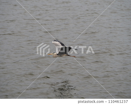 A gray heron that lives around the Arakawa embankment in Kawaguchi City 110461237